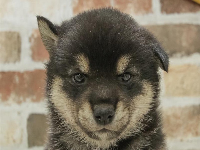 広島県の柴犬(標準サイズ) (ペッツワン広島LECT店/2024年9月15日生まれ/女の子/黒)の子犬